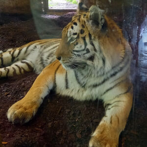 el-tigre.jpg